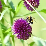 De Kleine Eekhoorn Lage Mierde