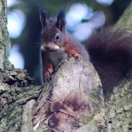 De Kleine Eekhoorn *