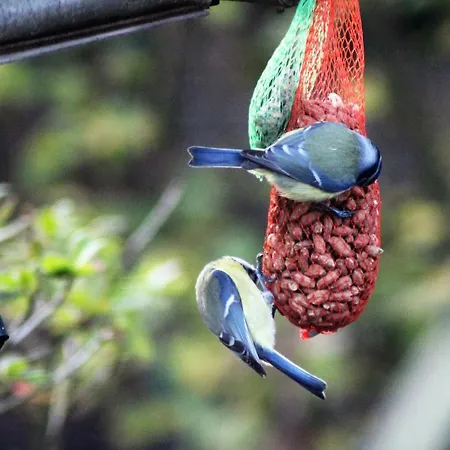 Tatil Evi De Kleine Eekhoorn