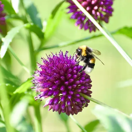 De Kleine Eekhoorn Lage Mierde