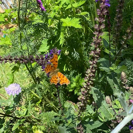 Tatil Evi De Kleine Eekhoorn Lage Mierde