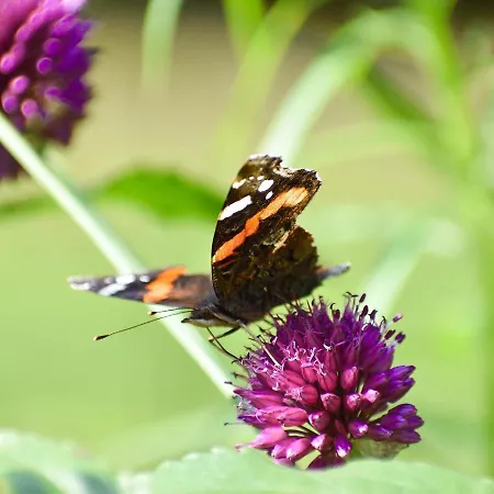 De Kleine Eekhoorn Lage Mierde
