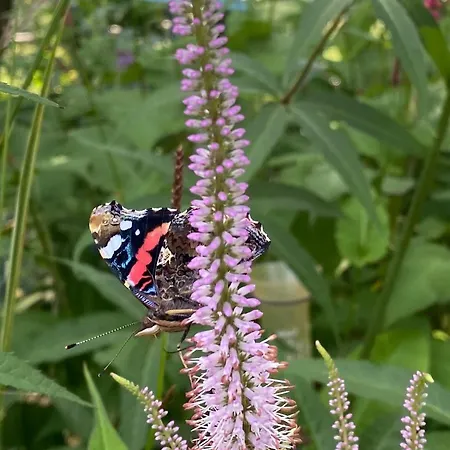 De Kleine Eekhoorn Tatil Evi *