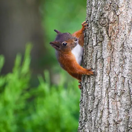 De Kleine Eekhoorn *
