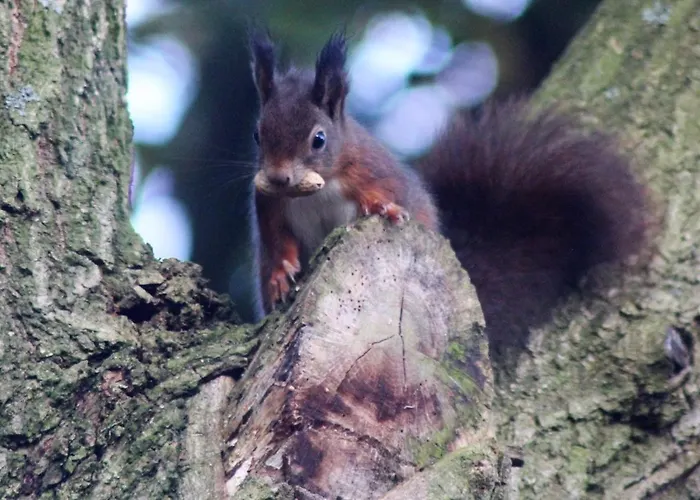 De Kleine Eekhoorn *