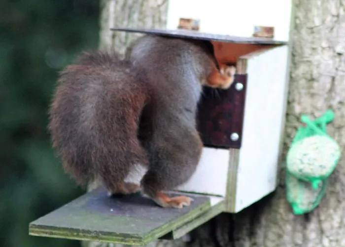 De Kleine Eekhoorn Hébergement de vacances