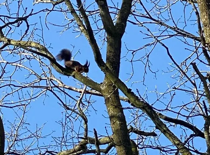 De Kleine Eekhoorn Hébergement de vacances