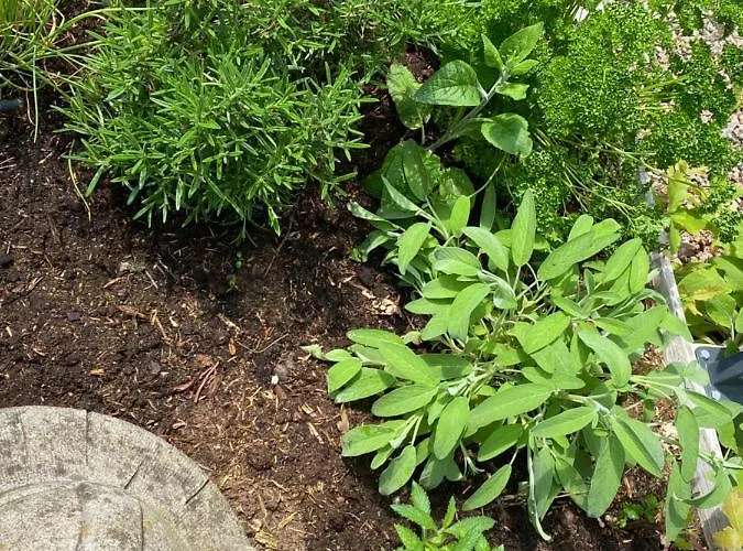 De Kleine Eekhoorn * Lage Mierde