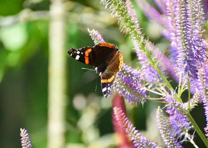 De Kleine Eekhoorn Hébergement de vacances *