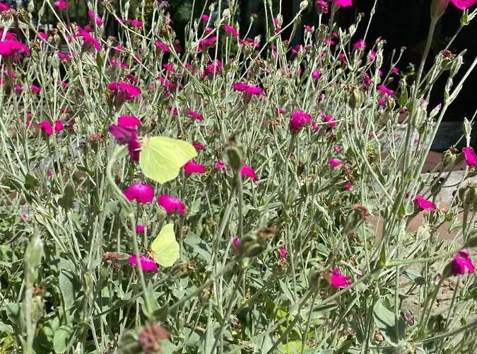 De Kleine Eekhoorn Hébergement de vacances