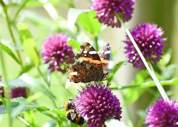 De Kleine Eekhoorn Hébergement de vacances