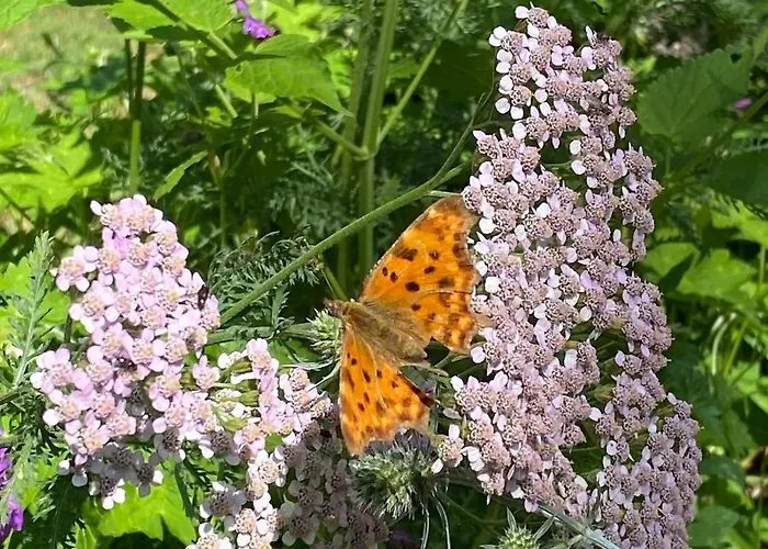 De Kleine Eekhoorn * Lage Mierde