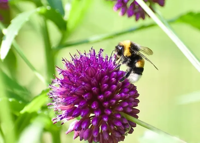 De Kleine Eekhoorn Lage Mierde