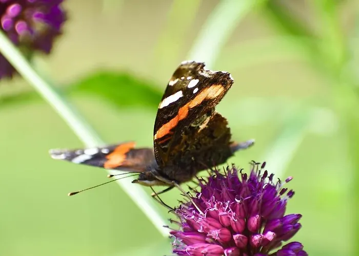 De Kleine Eekhoorn Lage Mierde