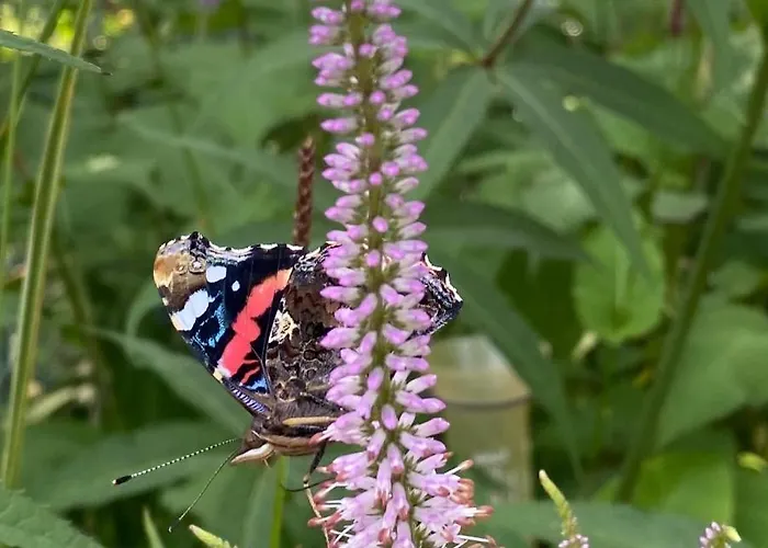 De Kleine Eekhoorn بيت للعطل *