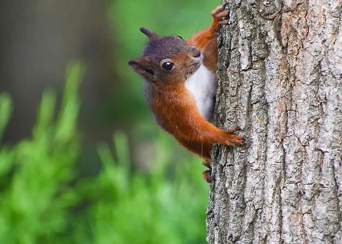 De Kleine Eekhoorn *