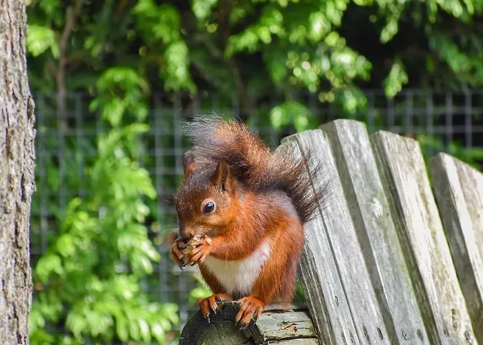 De Kleine Eekhoorn Lage Mierde