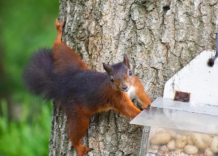 بيت للعطل De Kleine Eekhoorn Lage Mierde