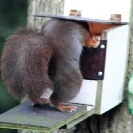 De Kleine Eekhoorn 펜션