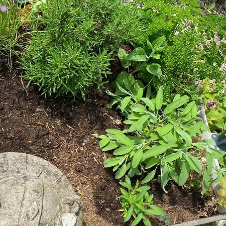 De Kleine Eekhoorn * Lage Mierde